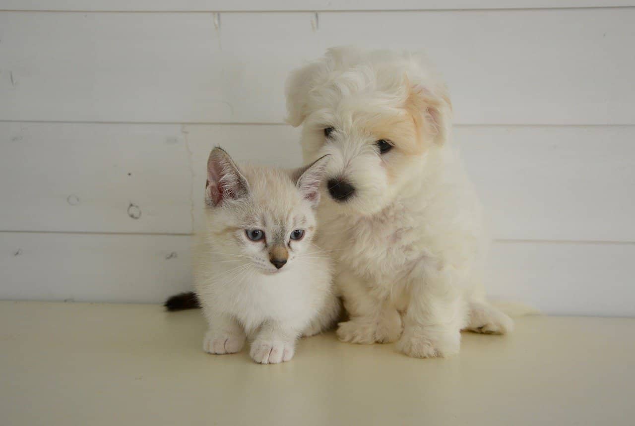 dog_and_cat